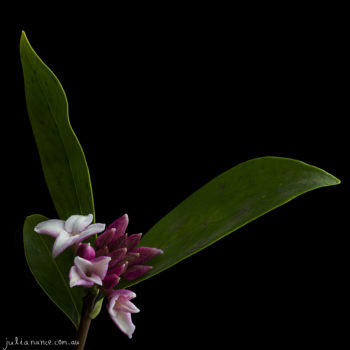 Julia Nance - Buy Photography Prints online