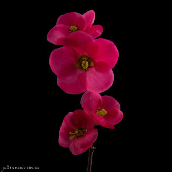 Julia Nance - Buy Photography Prints online