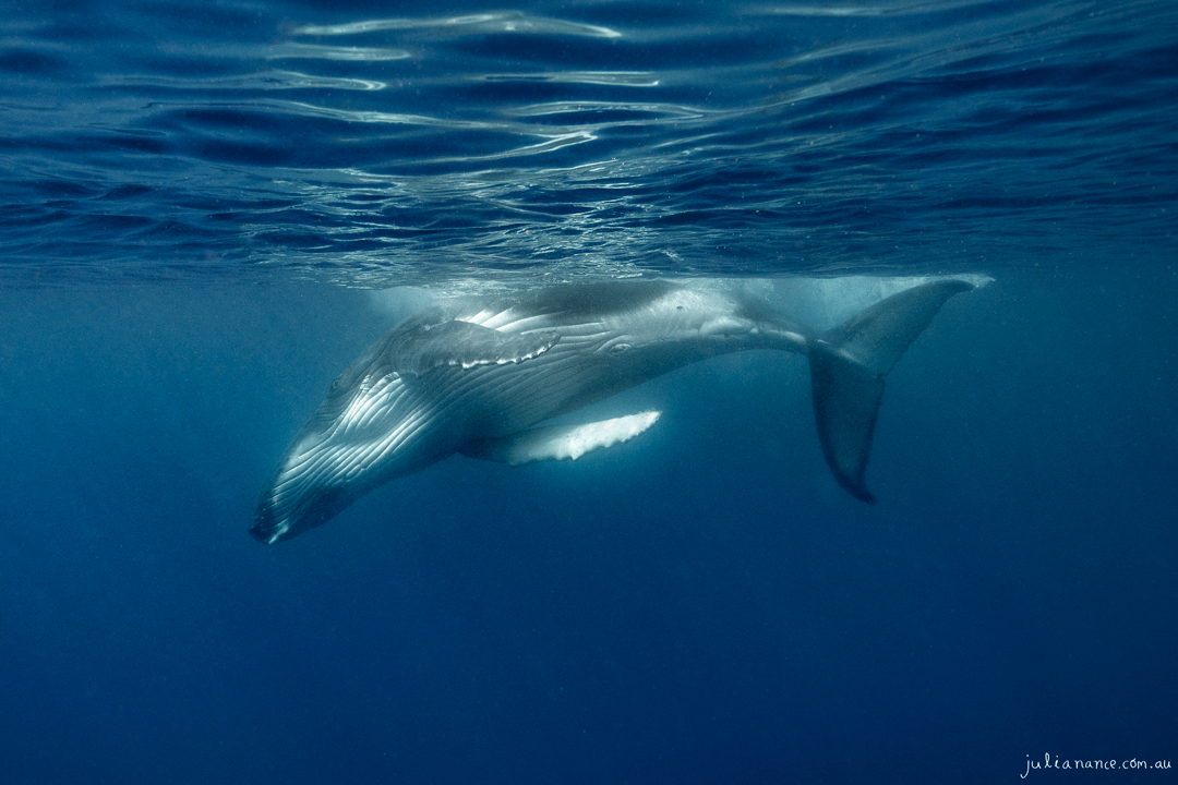 Whale Dance - Fine Art Print - Julia Nance