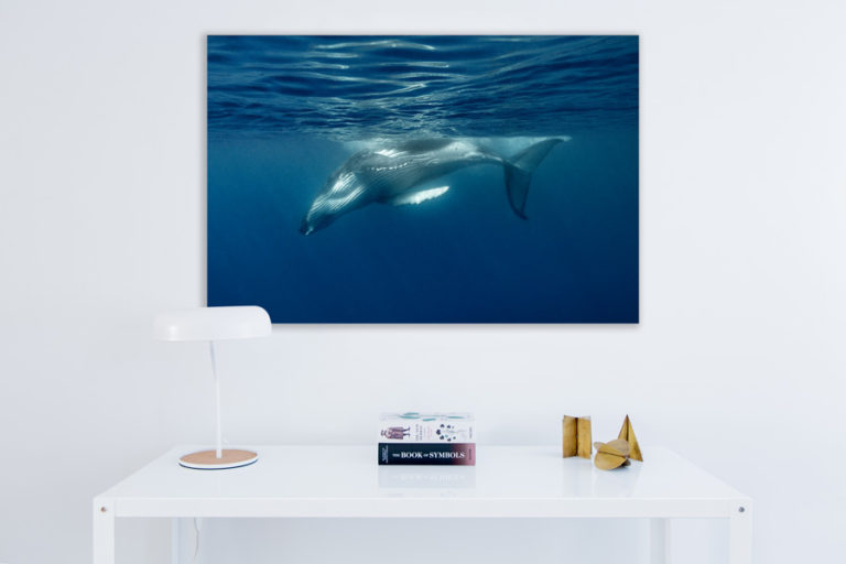 Whale-Dance-desk