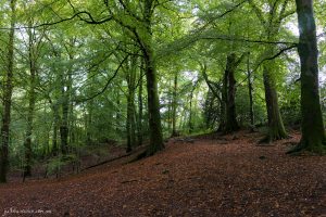 A Forest In Windermere - Fine Art Print