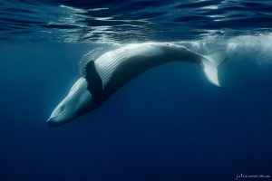 Arch - Fine Art Print