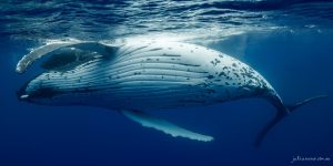 Caress - Fine Art Print