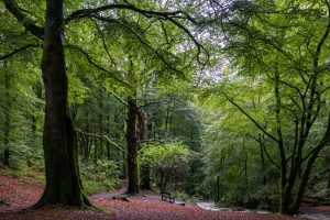 A Windermere Forest - Fine Art Print