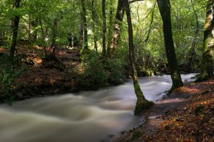 A Windermere River - Fine Art Print