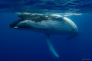 Graceful Power - Fine Art Print