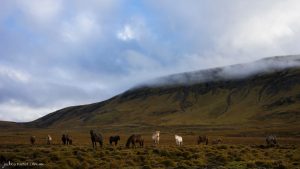 Horse Party - Fine Art Print