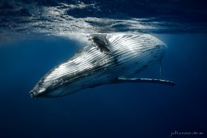 Serenade - Fine Art Print