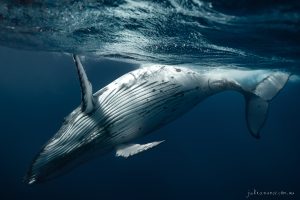 Reach - Fine Art Print