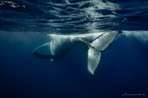 Salsa - Fine Art Print