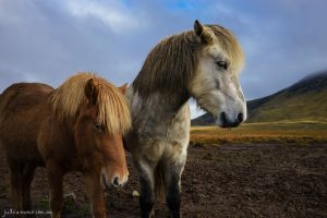 Icelandic Horses - Fine Art Print