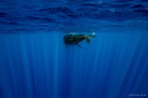 Journey- Fine Art Print