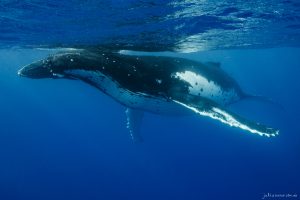 Mother and Calf- Fine Art Print