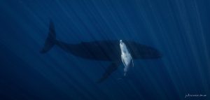 Ocean Angels - Fine Art Print