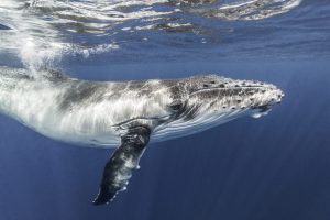 Rays - Fine Art Print