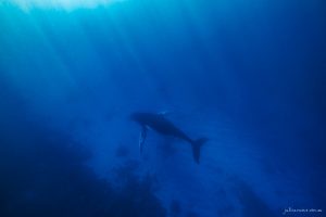 Rest - Fine Art Print