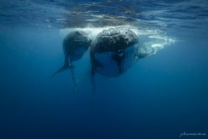 Synchronised - Fine Art Print