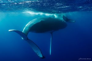 Tails - Fine Art Print