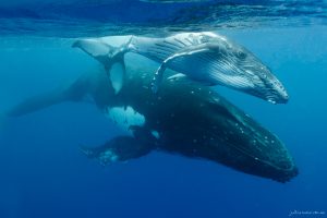 Together - Fine Art Print