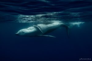 Twirl - Fine Art Print