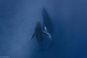 Mother & Calf Over Reef