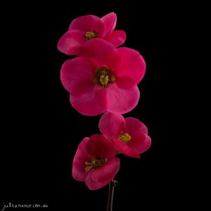 Lovers II - Fine Art Print