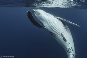 Bow - Fine Art Print