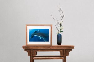 15 Image Humpback Whales Collection